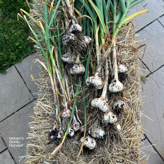 Maren's Garlic Harvest