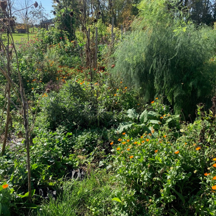 Overgrown Garden