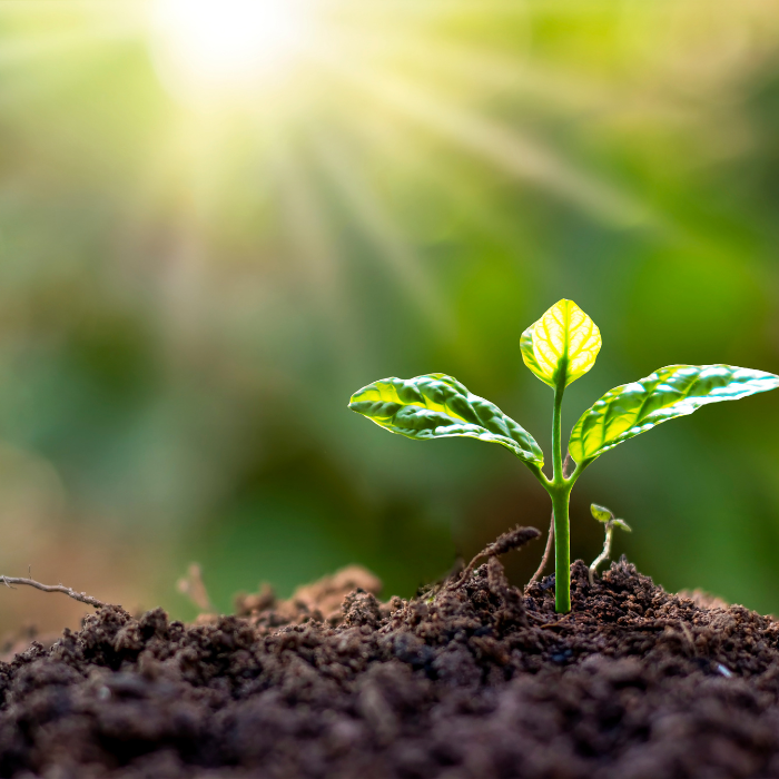 Planting New Seedling