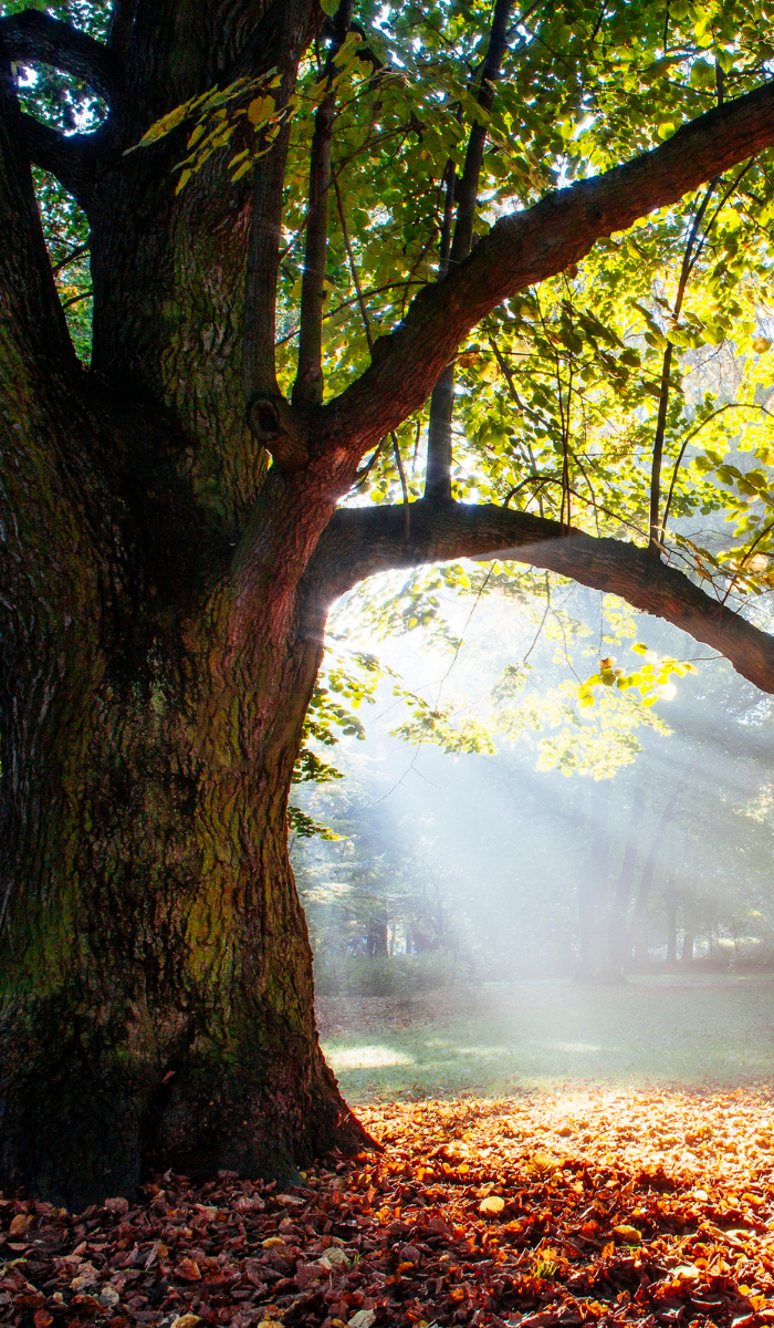 Stately Oak Tree